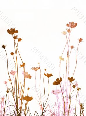 flower abstract textures and backgrounds