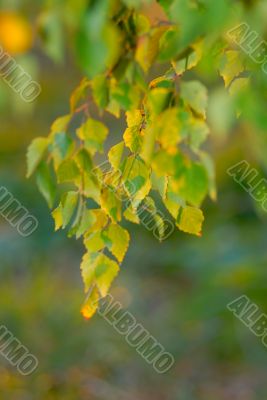autumn