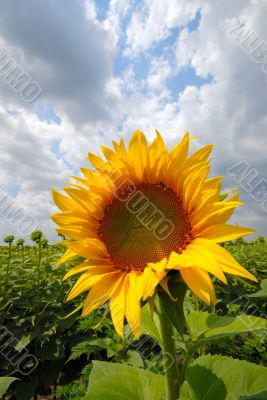 sunflower