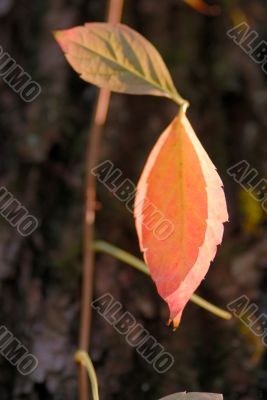autumn