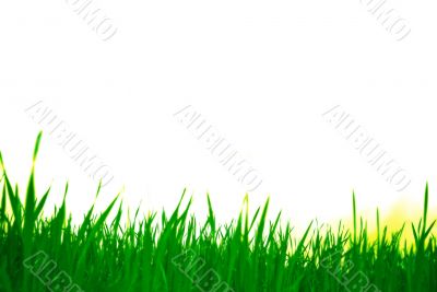 green grass