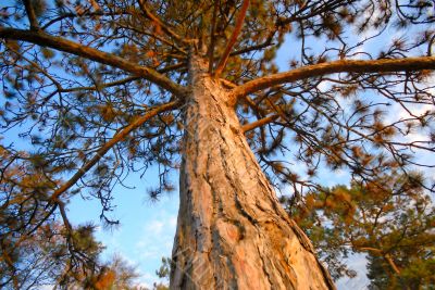 pine-tree