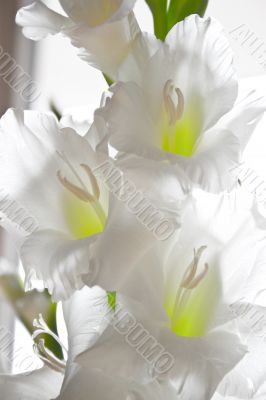 Gladiolus