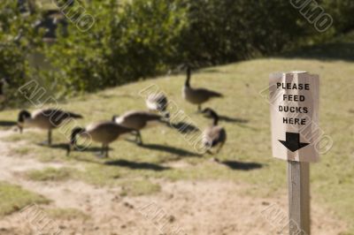 Please Feed Ducks