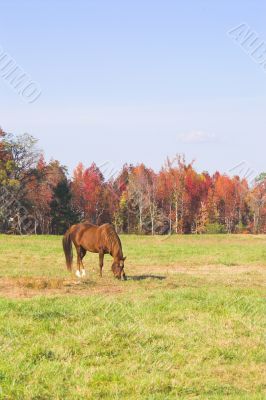 A Horse