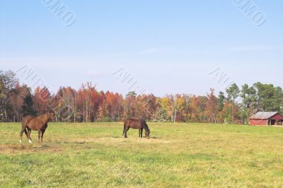 Horses