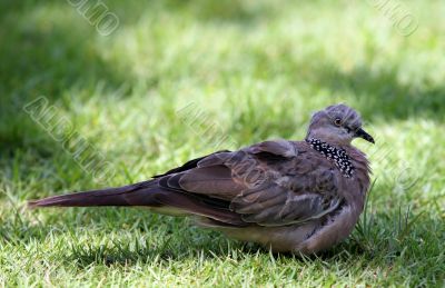 The pigeon in a grass