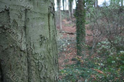 Close up of tree-trunk with forest in background