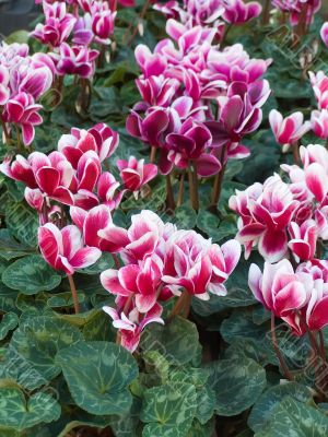 cyclamen