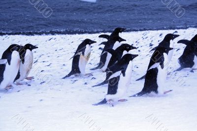 Gentoo penguin in light snow