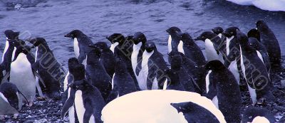 Flock of Adelie penguins