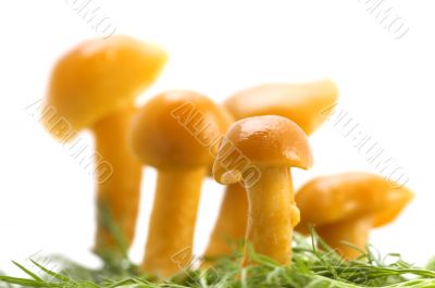 mushrooms on grass