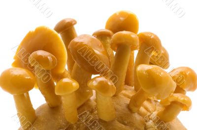 mushrooms on white