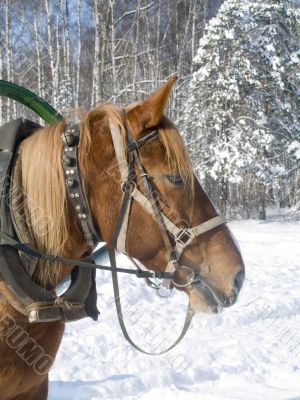 A horse in winter