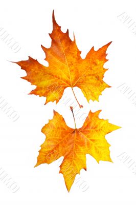 Two maple leaves