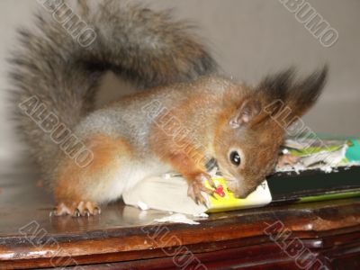 squirrel is nibbling a book