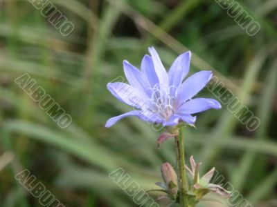 blue chicory