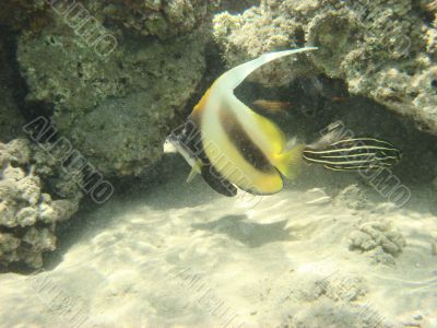 angelfish