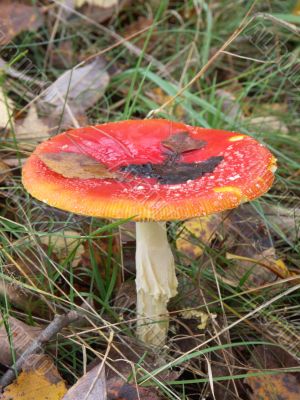 fly agaric