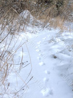 Fox`s steps on a snow
