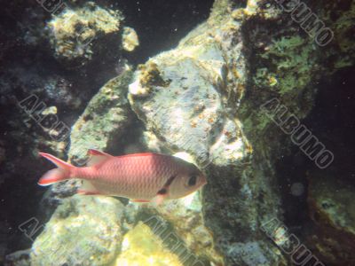 red angelfish