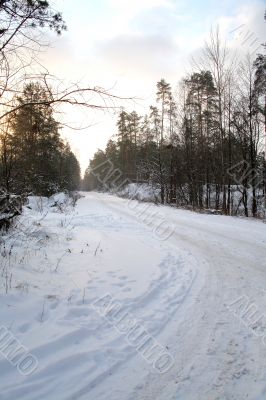 Road in the forest, the dawn