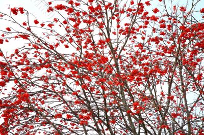 Rowan