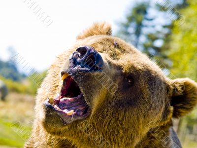 angry bear