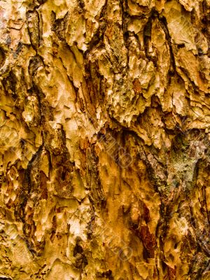 Tree Bark Texture