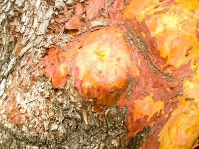 Tree Bark Texture