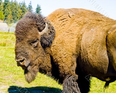 American Bison