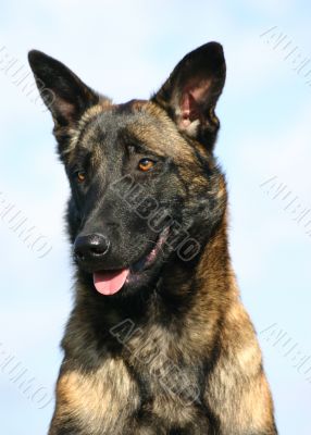 malinois