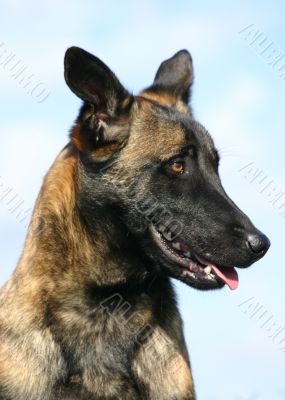 malinois
