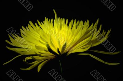 Yellow Spider Mum