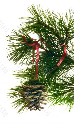 branch fir and cone