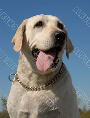 labrador retriever
