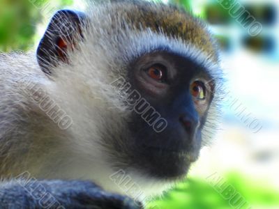 Monkey Face