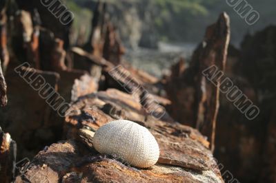 Urchin Test