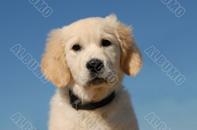 puppy golden retriever