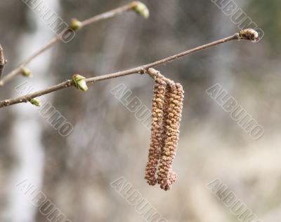 birky catkin