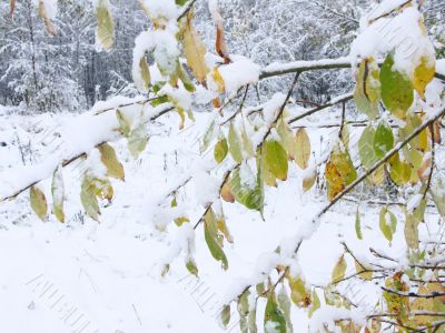 first snow