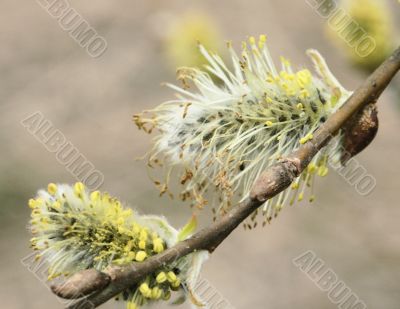 pussy-willow