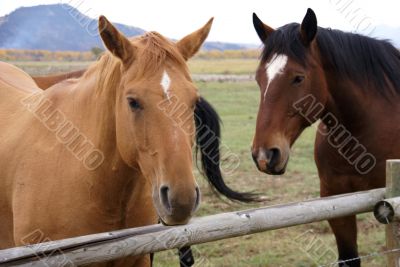 Pair of brown horses