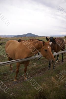 Pair of brown horses