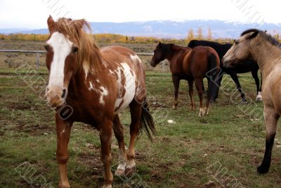 Horses in a field