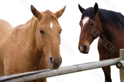 Pair of brown horses, isolated