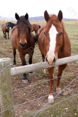 Pair of brown horses