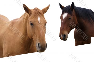Pair of brown horses, isolated