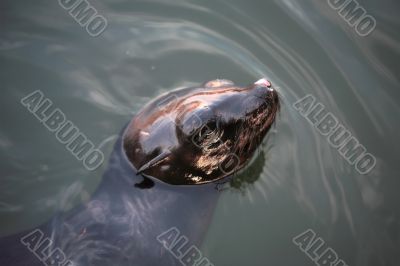 Sea Lion