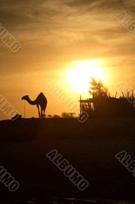 Camel in Egypt
